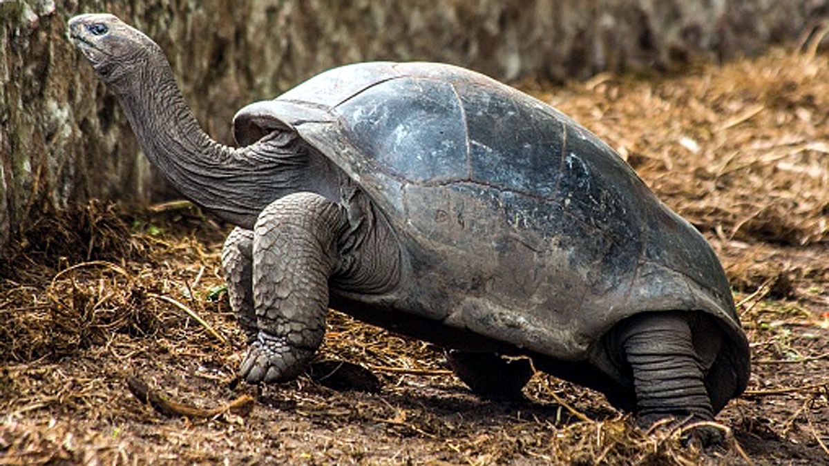 World Oldest Tortoise