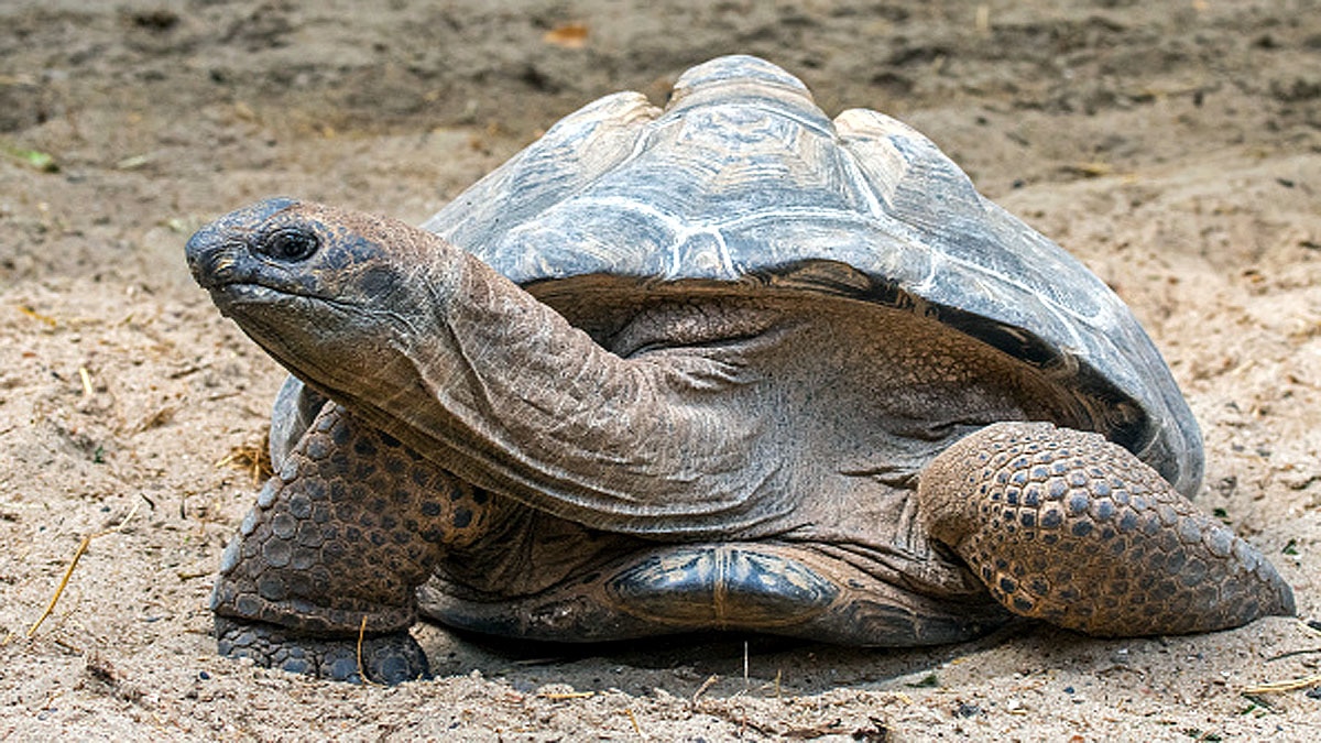 World Oldest Tortoise