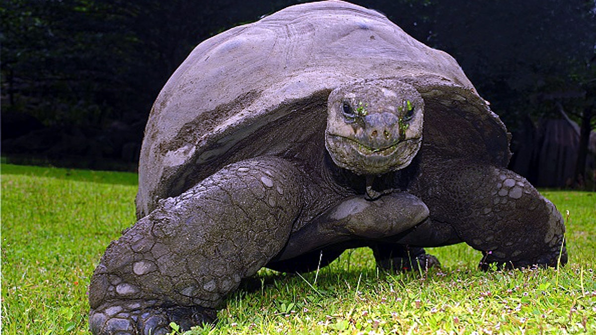 World Oldest Tortoise