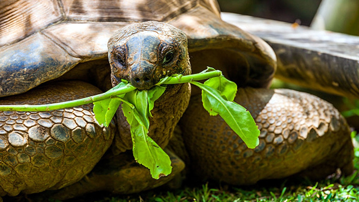 World Oldest Tortoise