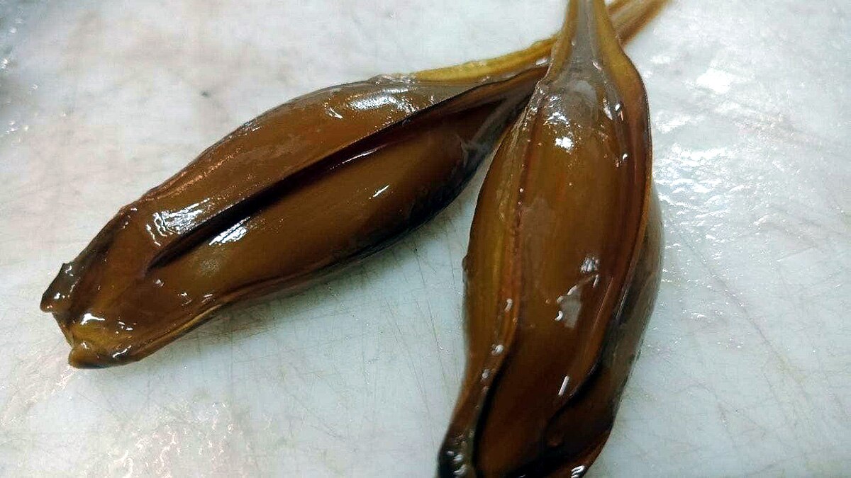 rare alien ghost shark