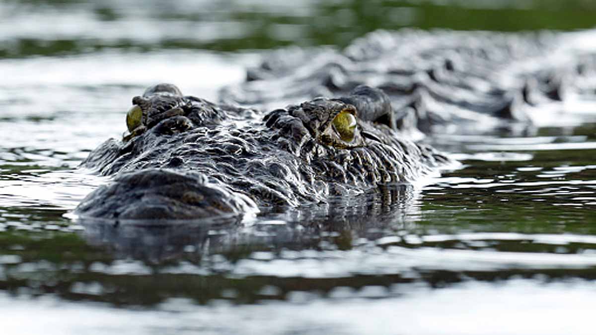 ancient killer crocodile