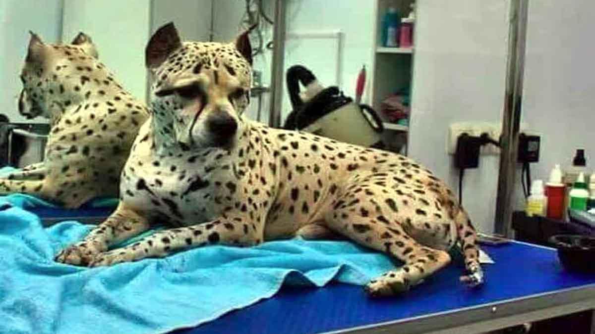 Rarest Pit bull dog in world 