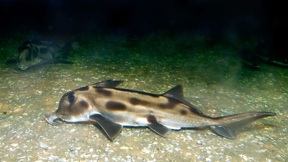 rare alien ghost shark