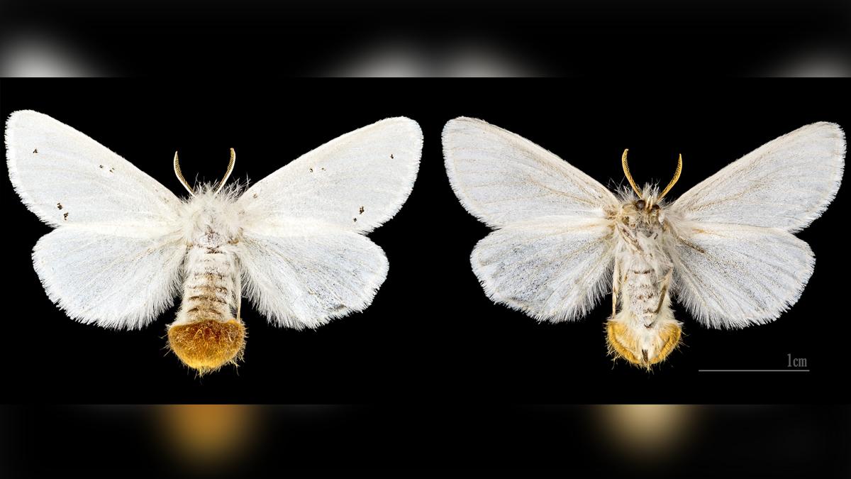 rash causing moth insect spreading due to warming