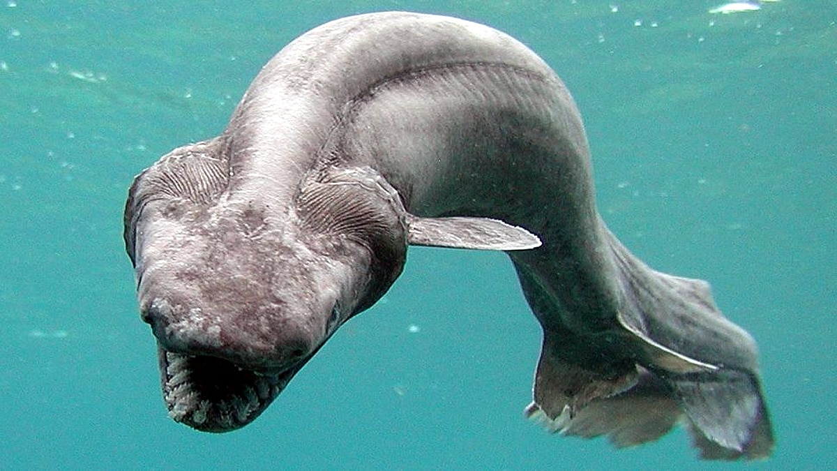 Rare Alien Ghost Shark