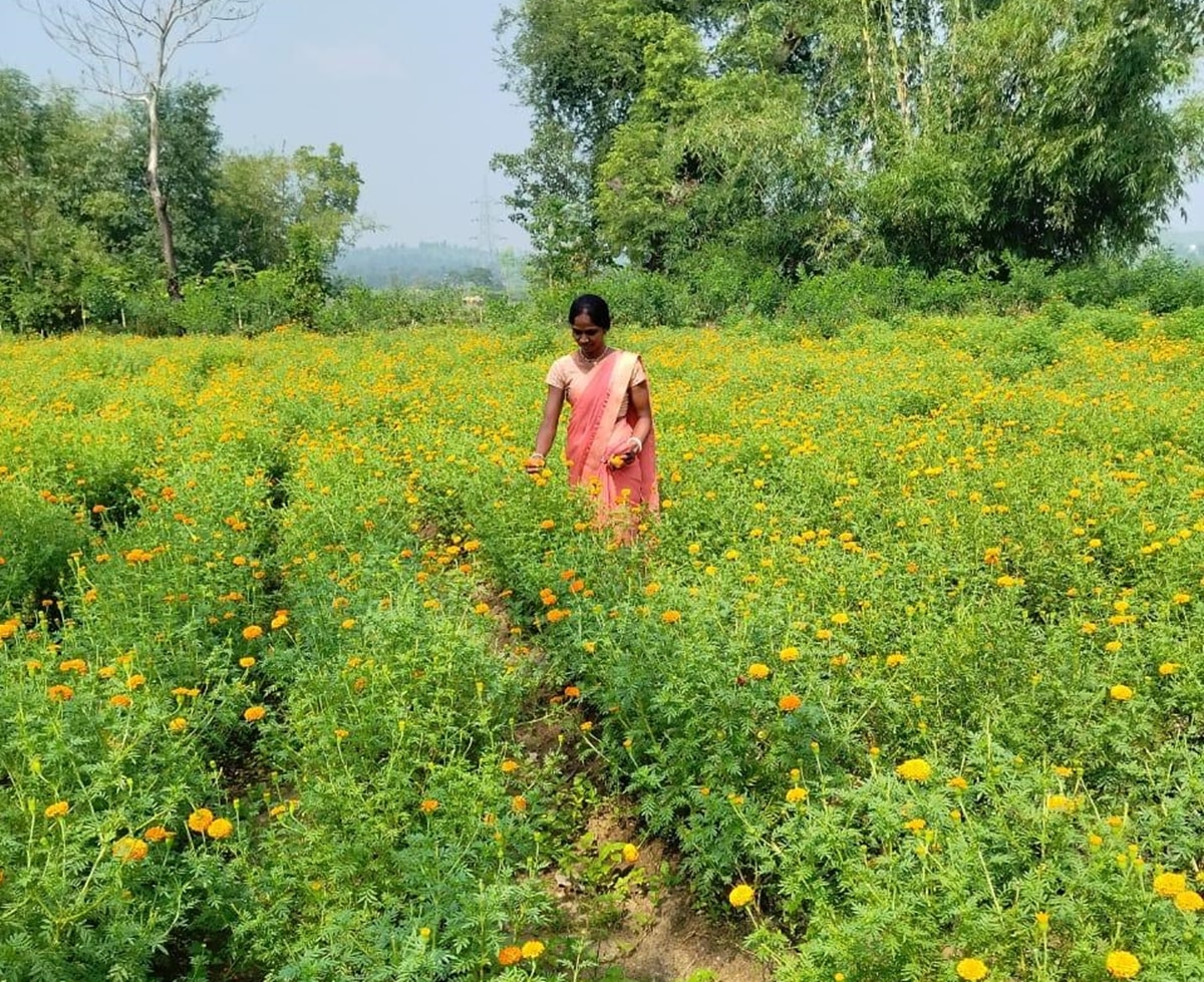 Genda Phool Farming 