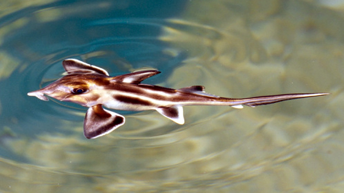 rare alien ghost shark