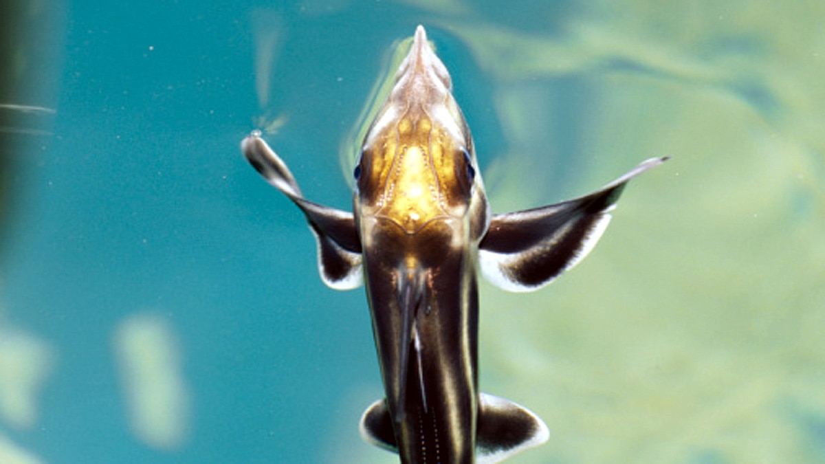 rare alien ghost shark