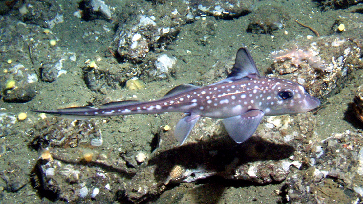 rare alien ghost shark