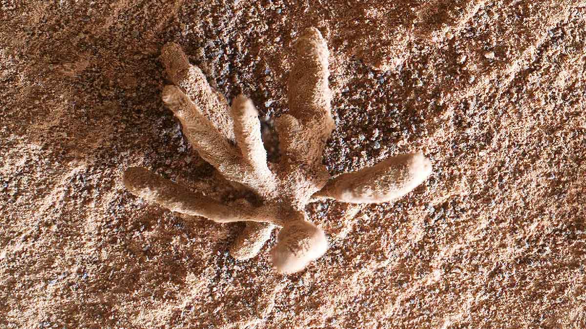 flower shaped rock on mars