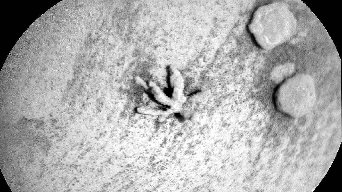 flower shaped rock on mars