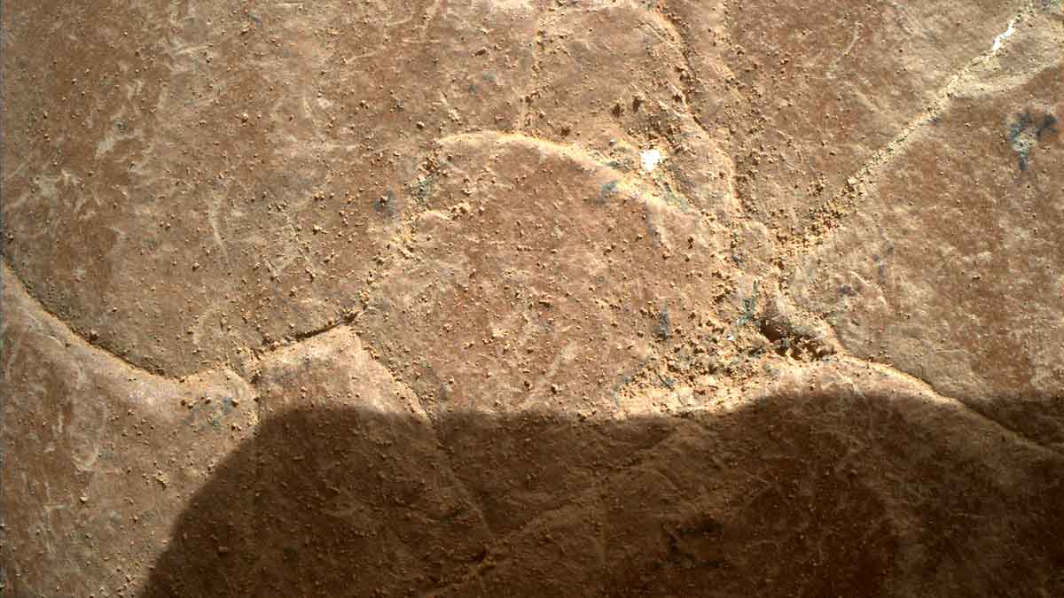 flower shaped rock on mars