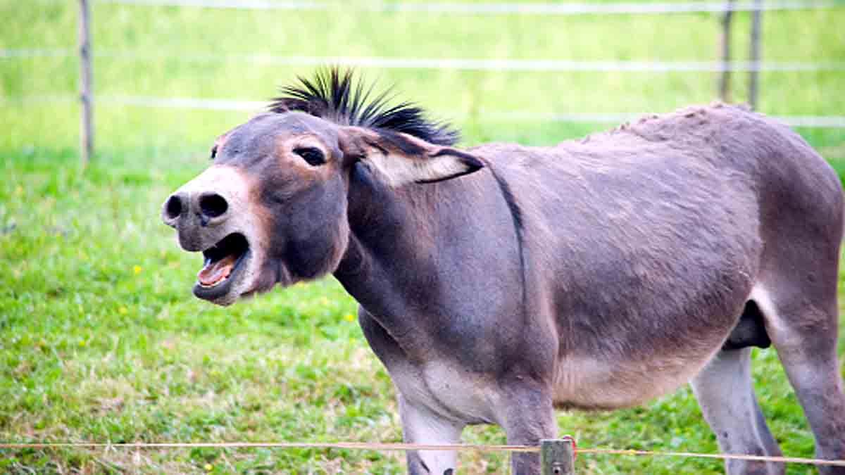 Facts about Donkeys