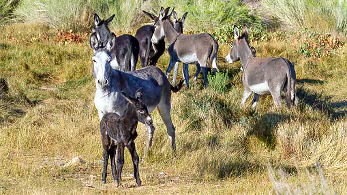 Facts about Donkeys