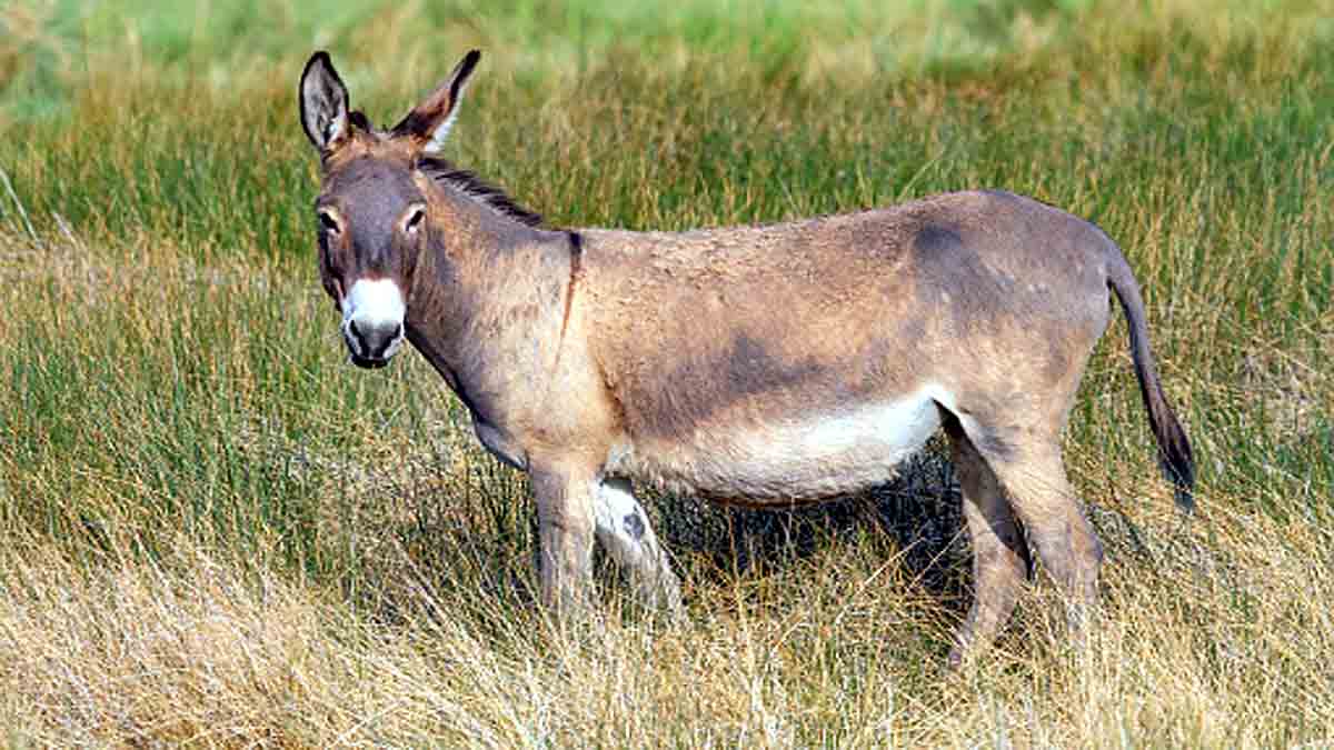 Facts about Donkeys