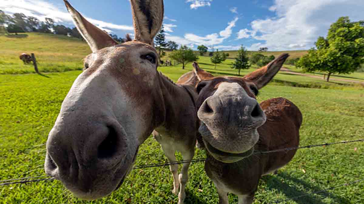Facts about Donkeys