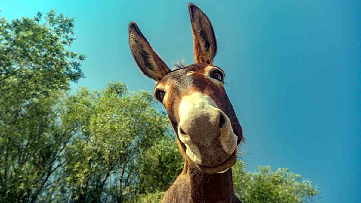 Facts about Donkeys