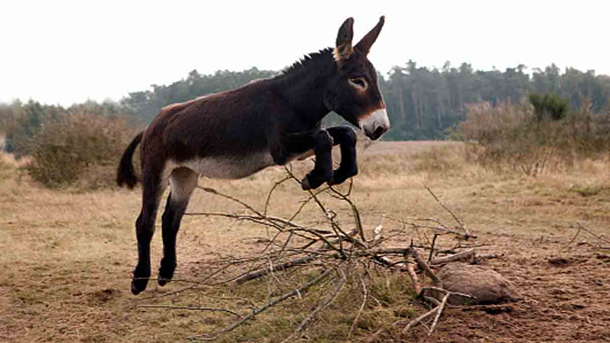 Facts about Donkeys