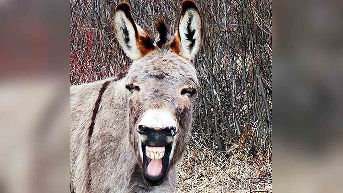 Facts about Donkeys