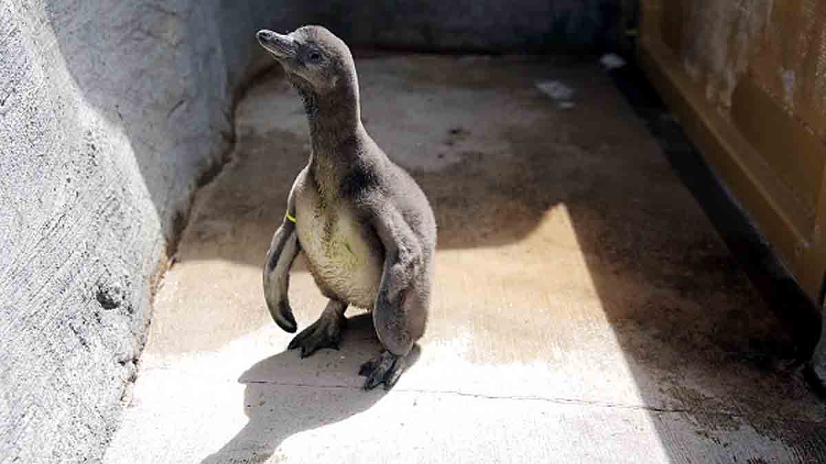 Same-sex penguins hatch first chick