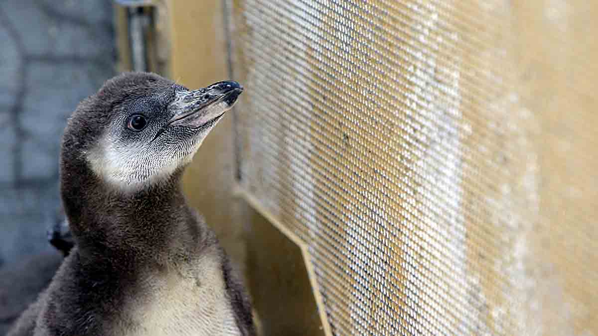 Same-sex penguins hatch first chick