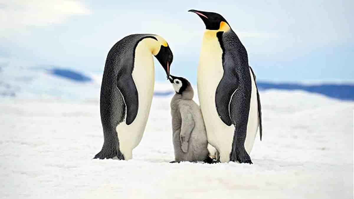 Same-sex penguins hatch first chick at New York 