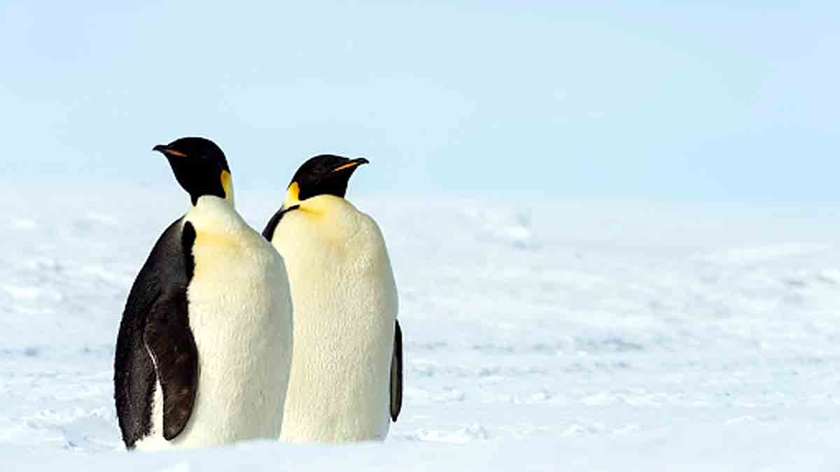Same-sex penguins hatch first chick