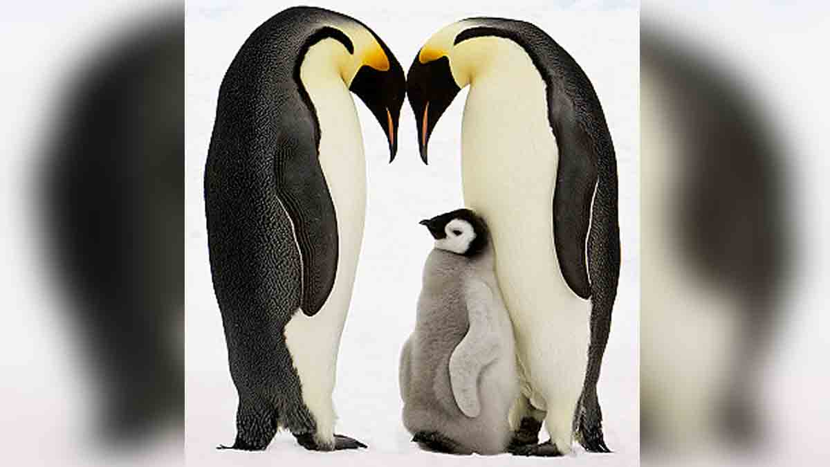 Same-sex penguins hatch first chick