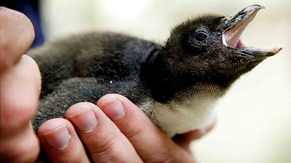 Same-sex penguins hatch first chick