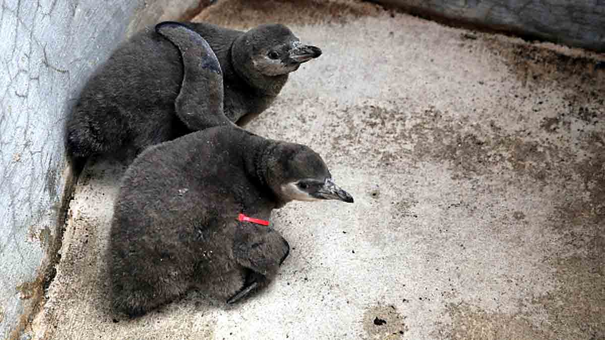 Same-sex penguins hatch first chick
