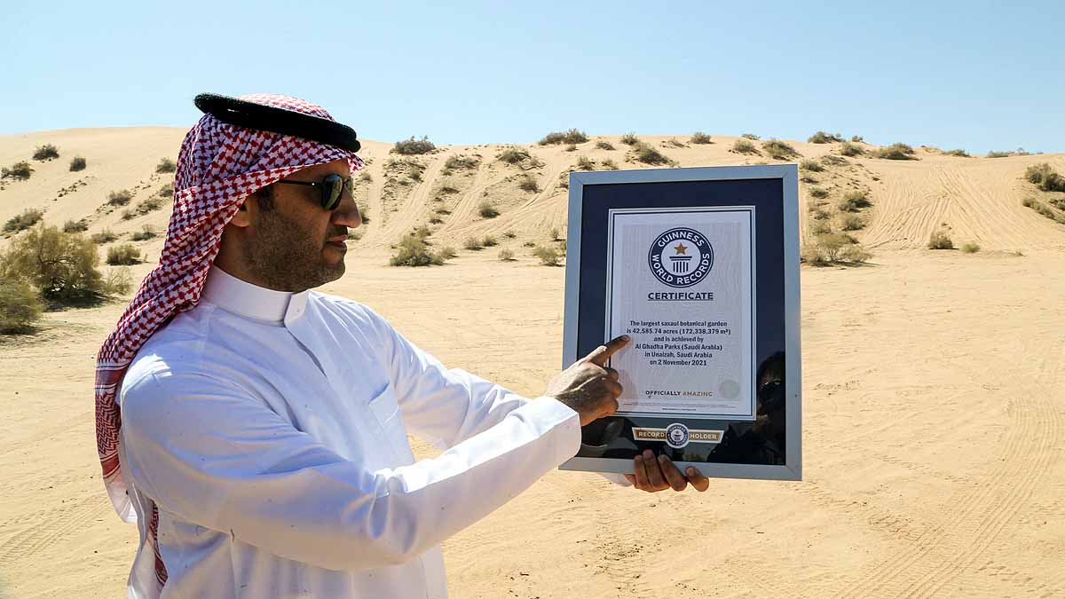 Saudi Arabia saxaul tree