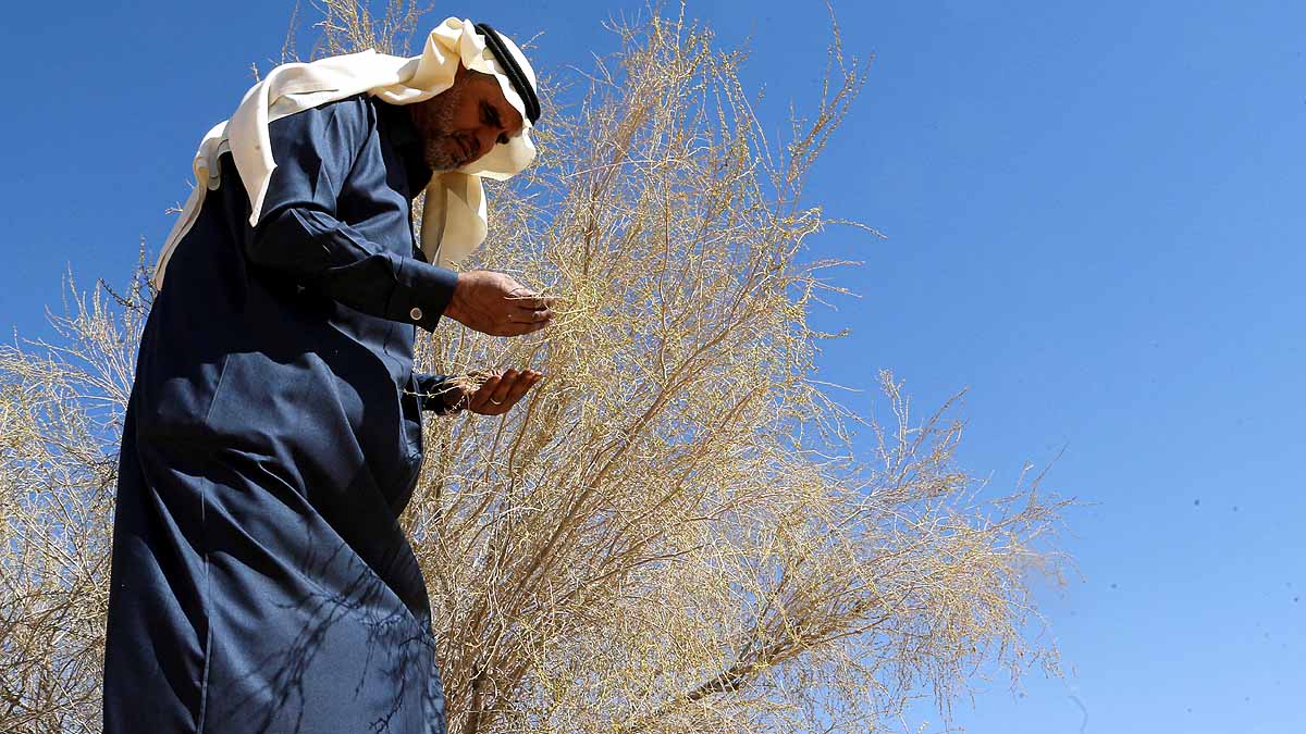 Saudi Arabia saxaul tree