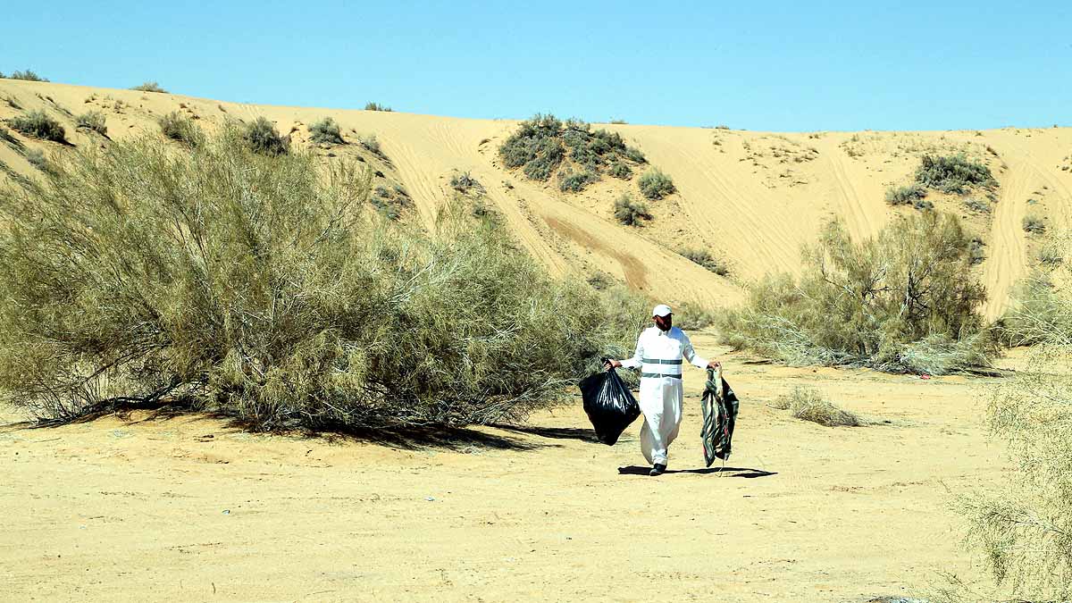 Saudi Arabia saxaul tree