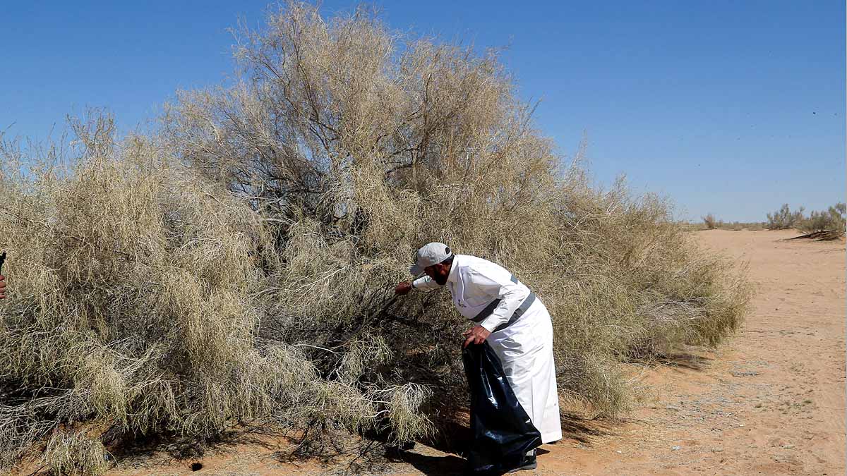 Saudi Arabia saxaul tree