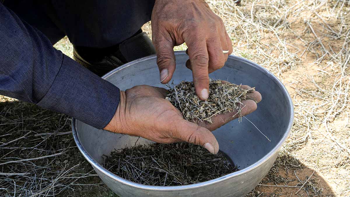 Saudi Arabia saxaul tree