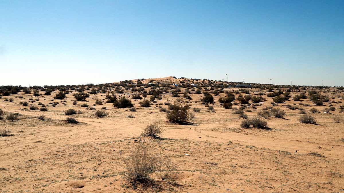 Saudi Arabia saxaul tree