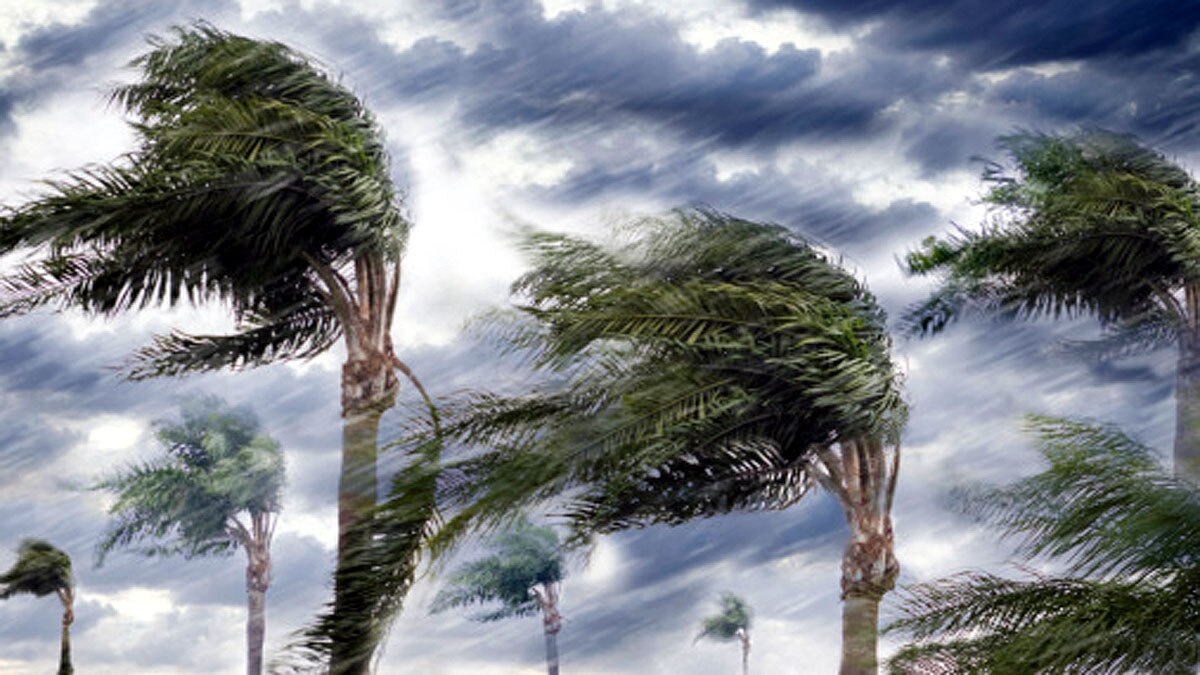 Trees Exploding in Texas