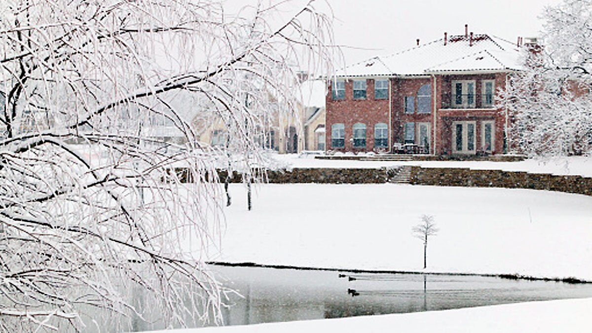 Texas पेड़ों में हो रहा विस्फोट, रातबिरात आती है गोलियों के चलने जैसी