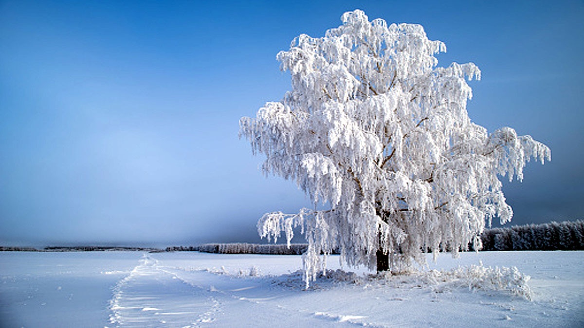 Trees Exploding in Texas