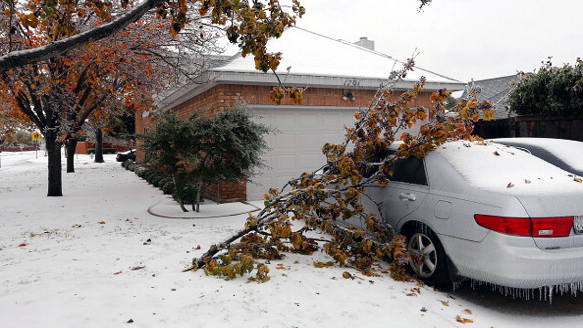Texas पेड़ों में हो रहा विस्फोट, रातबिरात आती है गोलियों के चलने जैसी