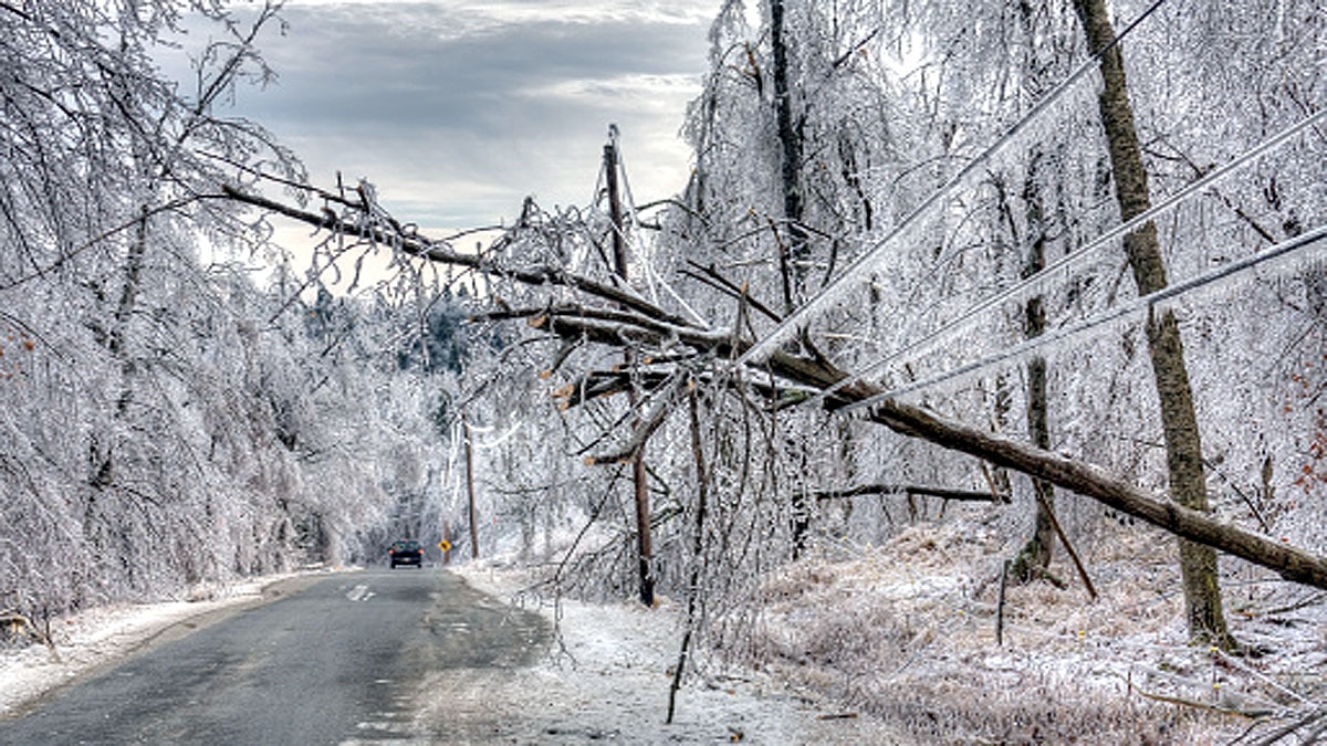 Texas पेड़ों में हो रहा विस्फोट, रातबिरात आती है गोलियों के चलने जैसी