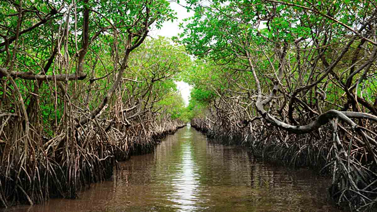 How many trees on earth?