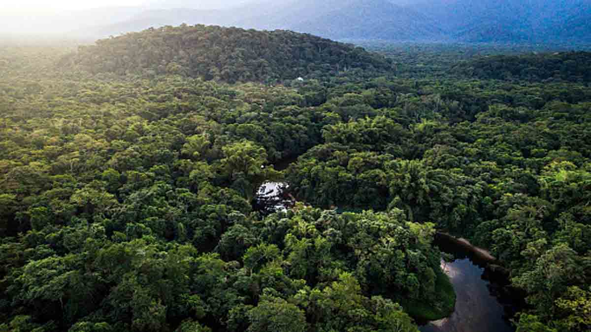 How many trees on earth?