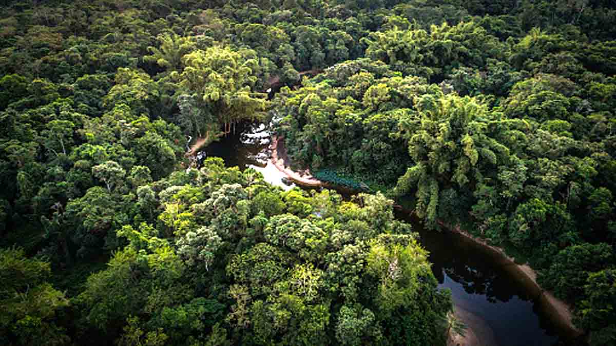 How many trees on earth?