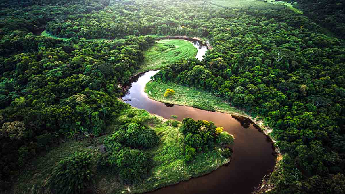 How many trees on earth?