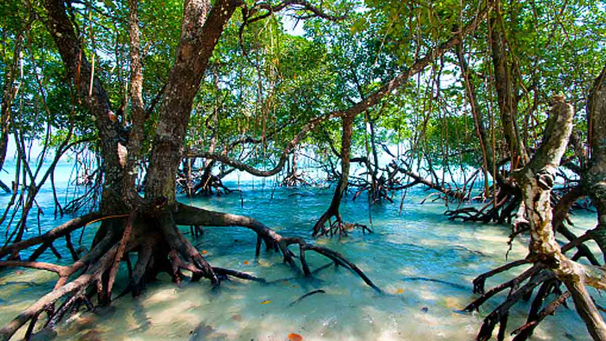 How many trees on earth?