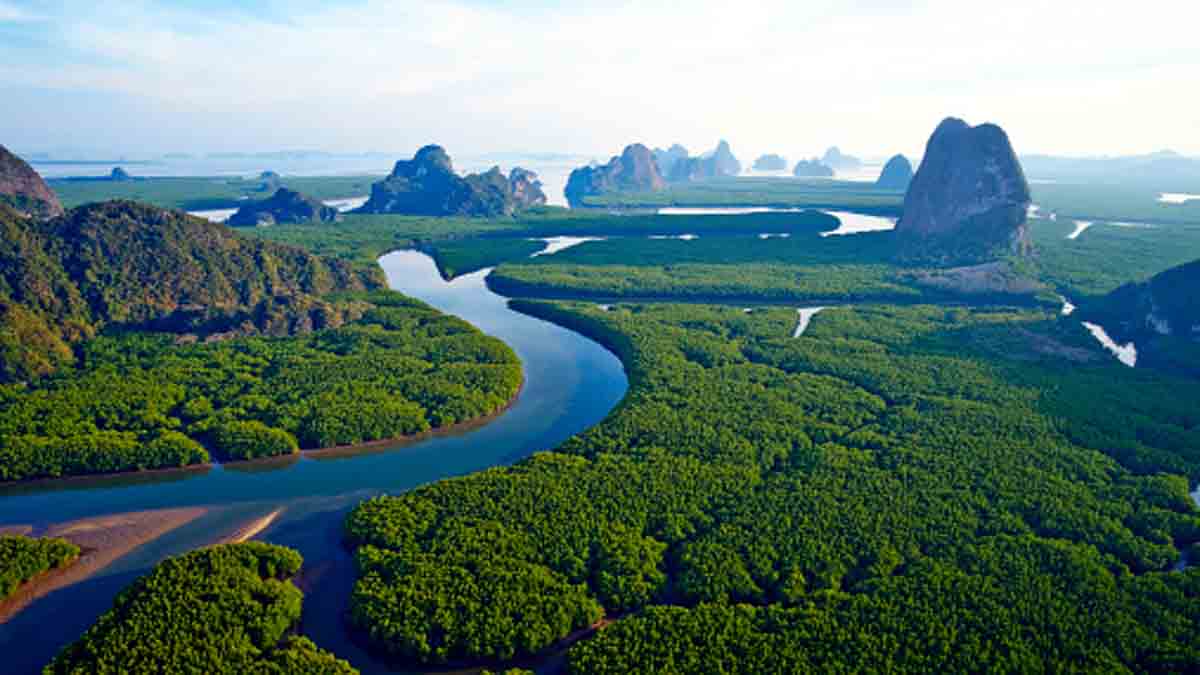 How many trees on earth?