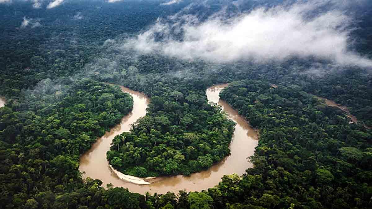 earth has more than 9200 tree species yet to discovered