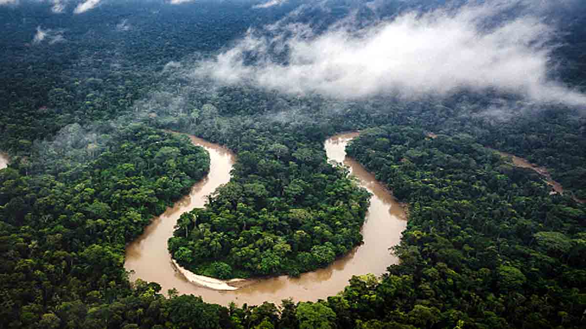 How many trees on earth?